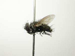  ( - INBIOCRI000720950)  @12 [ ] Unspecified (default): All Rights Reserved  Unspecified Unspecified