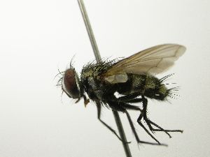  (Houghia crypta - INBIOCRI001173460)  @14 [ ] Unspecified (default): All Rights Reserved  Unspecified Unspecified
