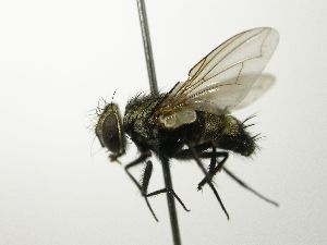  ( - INBIOCRI001364558)  @11 [ ] Unspecified (default): All Rights Reserved  Unspecified Unspecified