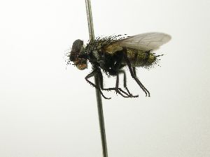  (Houghia pilosifrons - INBIOCRI002001593)  @14 [ ] Unspecified (default): All Rights Reserved  Unspecified Unspecified