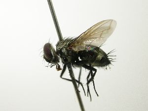  (Houghia sexmaculata - INBIOCRI002556692)  @14 [ ] Unspecified (default): All Rights Reserved  Unspecified Unspecified