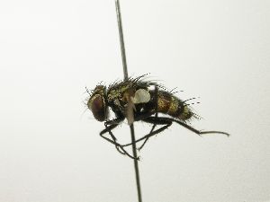  ( - inb0003312038)  @12 [ ] Unspecified (default): All Rights Reserved  Unspecified Unspecified