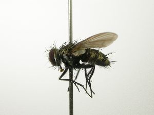  (Houghia cryptashort - inb0003439448)  @11 [ ] Unspecified (default): All Rights Reserved  Unspecified Unspecified