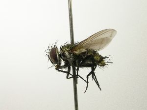  ( - inb0003550549)  @12 [ ] Unspecified (default): All Rights Reserved  Unspecified Unspecified