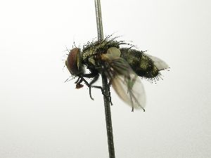  ( - inb0003768121)  @13 [ ] Unspecified (default): All Rights Reserved  Unspecified Unspecified