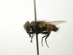  ( - INBIOCRI001126864)  @15 [ ] Unspecified (default): All Rights Reserved  Unspecified Unspecified