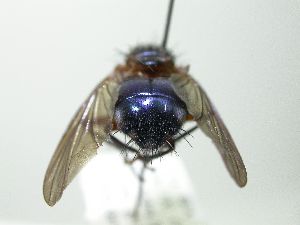  (Mesembrinella semiflava - inb0003169056)  @13 [ ] Unspecified (default): All Rights Reserved  Unspecified Unspecified