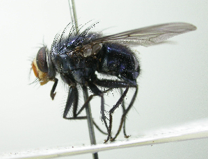  (Mesembrinella xanthorrhina - inb0003305510)  @11 [ ] Unspecified (default): All Rights Reserved  Unspecified Unspecified