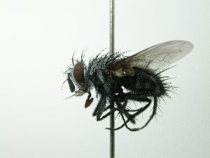  ( - inb0003329265)  @13 [ ] Unspecified (default): All Rights Reserved  Unspecified Unspecified