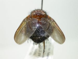  (Mesembrinella sp. 29 - inb0003734947)  @13 [ ] Unspecified (default): All Rights Reserved  Unspecified Unspecified