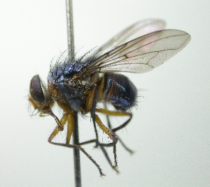  (Mesembrinella sp. 28 - inb0003744175)  @11 [ ] Unspecified (default): All Rights Reserved  Unspecified Unspecified