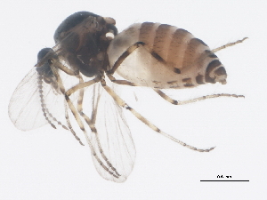 ( - BIOUG01409-A11)  @12 [ ] CreativeCommons - Attribution (2012) CBG Photography Group Centre for Biodiversity Genomics