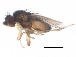  ( - BIOUG01409-H03)  @13 [ ] CreativeCommons - Attribution (2012) CBG Photography Group Centre for Biodiversity Genomics