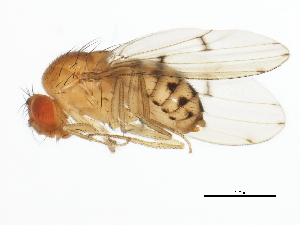  (Drosophila quinaria - BIOUG01403-H08)  @16 [ ] CreativeCommons - Attribution (2012) CBG Photography Group Centre for Biodiversity Genomics