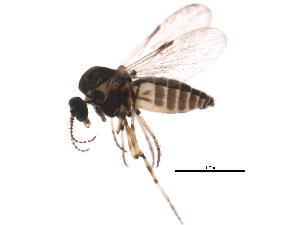  ( - BIOUG01406-H04)  @13 [ ] CreativeCommons - Attribution (2012) CBG Photography Group Centre for Biodiversity Genomics