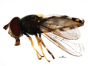  ( - BIOUG01408-E11)  @13 [ ] CreativeCommons - Attribution (2012) CBG Photography Group Centre for Biodiversity Genomics