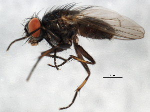  ( - BIOUG01411-D09)  @12 [ ] CreativeCommons - Attribution (2012) CBG Photography Group Centre for Biodiversity Genomics