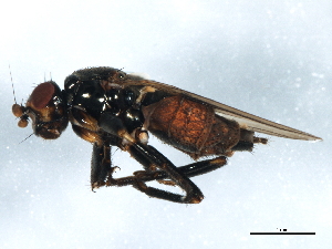  ( - BIOUG01428-C12)  @13 [ ] CreativeCommons - Attribution (2012) CBG Photography Group Centre for Biodiversity Genomics