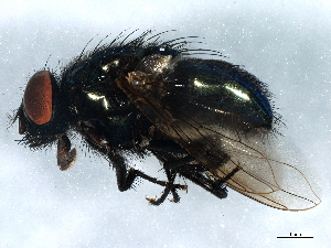  ( - BIOUG01428-D02)  @15 [ ] CreativeCommons - Attribution (2012) CBG Photography Group Centre for Biodiversity Genomics