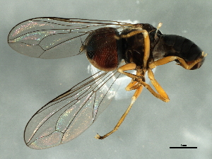  ( - BIOUG01544-C08)  @12 [ ] CreativeCommons - Attribution (2012) CBG Photography Group Centre for Biodiversity Genomics