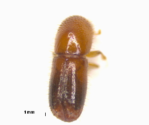  (Xyleborus bolivianus - RE21-AF1-SCO-0370)  @11 [ ] by-nc-sa (2023) Unspecified University of Würzburg