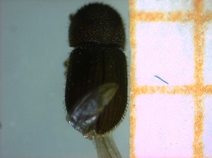  (Hypothenemus sp. Her74CNB - RE21-AF1-SCO-0259)  @11 [ ] by-nc-sa (2023) Unspecified University of Würzburg