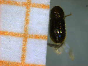  (Hypothenemus sp. Her75CNB - RE21-AF1-SCO-0266)  @11 [ ] by-nc-sa (2023) Unspecified University of Würzburg