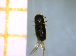  (Hypothenemus sp. H73 - RE21-AF1-SCO-0055)  @11 [ ] by-nc-sa (2023) Unspecified University of Würzburg