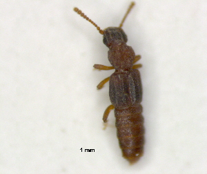  (Cafius AGB1748 - RE21-AF1-STA-0133)  @11 [ ] by-nc-sa (2023) Unspecified University of W&uuml;rzburg