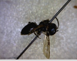  (Andrena cardina - BIOUG07489-D07)  @12 [ ] CreativeCommons - Attribution (2013) Caitlin Paterson Centre for Biodiversity Genomics