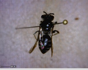  (Andrena violae - BIOUG07489-B08)  @11 [ ] CreativeCommons - Attribution (2013) Caitlin Paterson Centre for Biodiversity Genomics