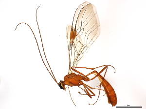  (Ophion sp. 5 MDS2014 - ASGLE2-0296)  @14 [ ] CreativeCommons - Attribution (2011) CBG Photography Group Centre for Biodiversity Genomics