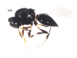  (Aceroteta - ASGLE-0635)  @14 [ ] CreativeCommons - Attribution (2011) CBG Photography Group Centre for Biodiversity Genomics