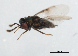  ( - BIOUG00989-D01)  @12 [ ] CreativeCommons - Attribution (2011) CBG Photography Group Centre for Biodiversity Genomics