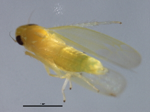  ( - BIOUG00783-F01)  @12 [ ] CreativeCommons - Attribution (2011) CBG Photography Group Centre for Biodiversity Genomics