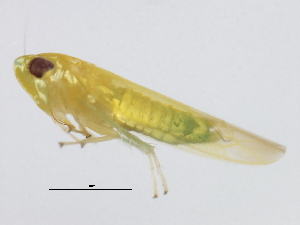  ( - BIOUG00783-H06)  @13 [ ] CreativeCommons - Attribution (2011) CBG Photography Group Centre for Biodiversity Genomics