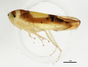  ( - BIOUG00937-D07)  @13 [ ] CreativeCommons - Attribution (2011) CBG Photography Group Centre for Biodiversity Genomics