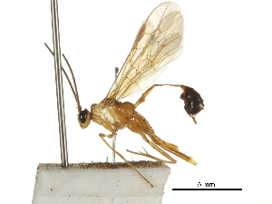  ( - DHJPAR0029378)  @11 [ ] CreativeCommons - Attribution (2018) CBG Photography Group Centre for Biodiversity Genomics