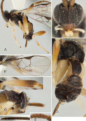  ( - DHJPAR0039782)  @12 [ ] CreativeCommons  Attribution Non-Commercial Share-Alike (2018) Jose Fernandez-Triana Canadian National Collection of Insects, Arachnids and Nematodes