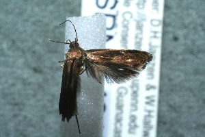  ( - 12-SRNP-40449)  @12 [ ] CreativeCommons - Attribution Non-Commercial Share-Alike (2013) Daniel H. Janzen Guanacaste Dry Forest Conservation Fund