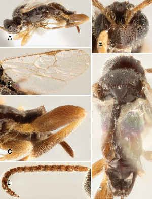  ( - DHJPAR0038116)  @12 [ ] CreativeCommons  Attribution Non-Commercial Share-Alike (2018) Jose Fernandez-Triana Canadian National Collection of Insects, Arachnids and Nematodes