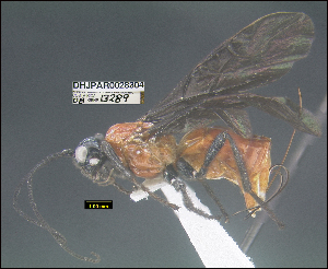  (Gnathopleura josequesadai - DHJPAR0028304)  @13 [ ] CreativeCommons - Attribution Share-Alike (2021) Unspecified University of Kentucky, Hymenoptera Institute Collection