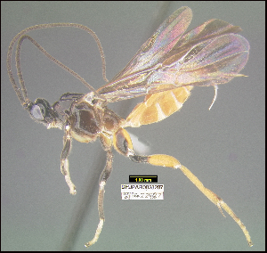  (Amputoearinus - DHJPAR0028287)  @11 [ ] CreativeCommons - Attribution Share-Alike (2021) Unspecified University of Kentucky, Hymenoptera Institute Collection