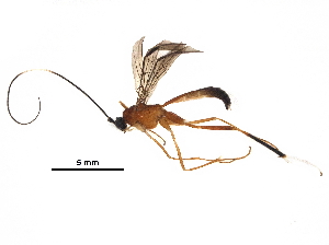  ( - DHJPAR0028982)  @11 [ ] CreativeCommons - Attribution (2018) CBG Photography Group Centre for Biodiversity Genomics