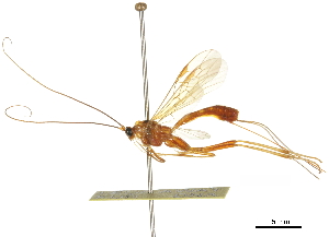  ( - DHJPAR0040228)  @11 [ ] CreativeCommons - Attribution (2018) CBG Photography Group Centre for Biodiversity Genomics