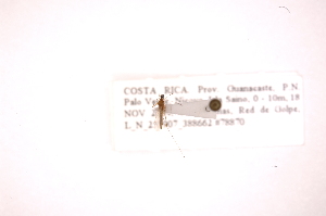  ( - INB0003895137)  @12 [ ] Copyright (2012) J. Lewis Instituto Nacional de Biodiversidad