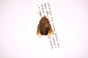  ( - INB0003973573)  @11 [ ] Copyright (2012) Jim Lewis Instituto Nacional de Biodiversidad