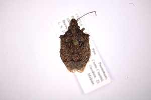  (Brochymena inbio - INB0004093415)  @14 [ ] Copyright (2012) Jim Lewis Instituto Nacional de Biodiversidad