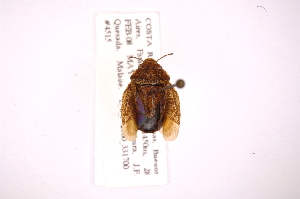  ( - INB0004135329)  @11 [ ] Copyright (2012) Jim Lewis Instituto Nacional de Biodiversidad