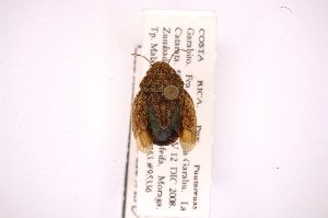 ( - INB0004186471)  @11 [ ] Copyright (2012) Jim Lewis Instituto Nacional de Biodiversidad